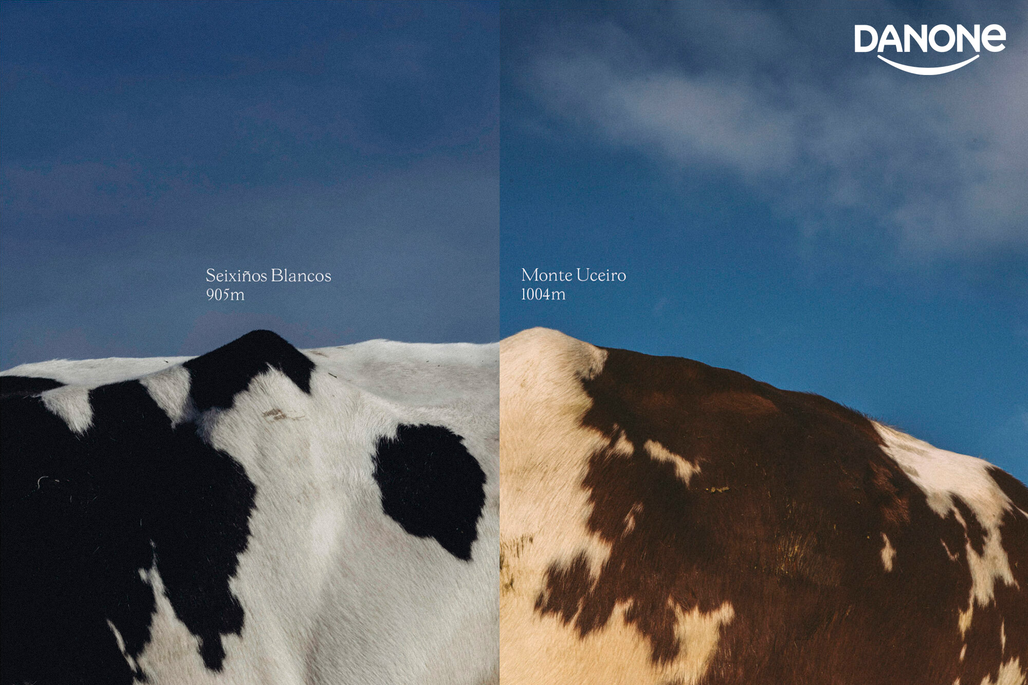 Dirección de arte de la campaña gráfica para Danone y sus yogures de pastoreo