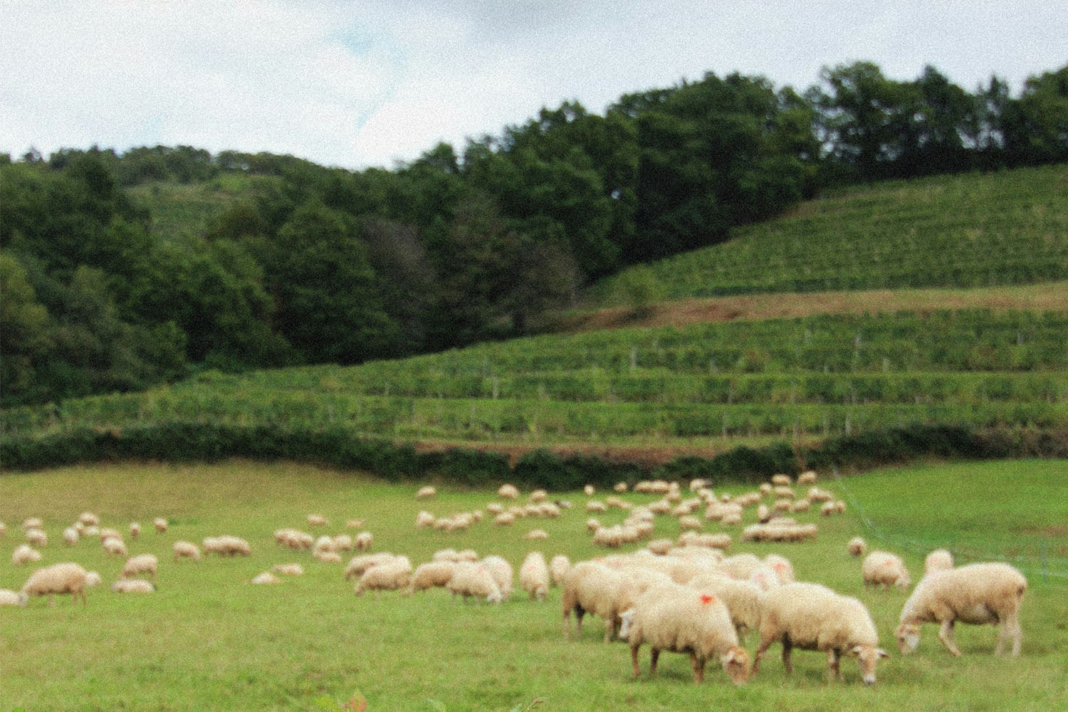 Origen de la idea para el diseño de las etiquetas de la colección de vinos naturales del elaborador en Penedès, Pepe Raventós.